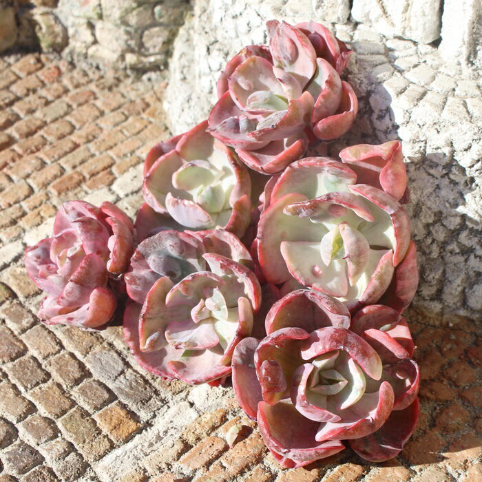 ビヨンセ虹錦 エケベリア Mサイズ5.5cmポット 韓国苗 Echeveria beyonce variegata 薔薇咲 多肉植物 中型種 幹立ちタイプ きれい かわいい