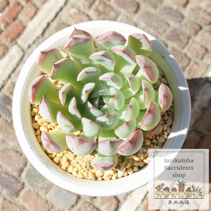 L[gr[ GPxA MTCY5.5cm|bg ؍c Echeveria cute been A ^ eo^Cv ꂢ 킢