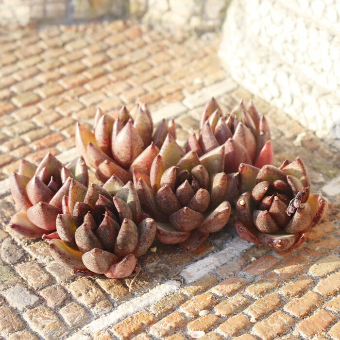 ブラックキャンサー 韓国苗 エケベリア Mサイズ5.5cmポット Echeveria blackcancer 薔薇咲 多肉植物 小～中型種 ロゼットタイプ きれい かわいい