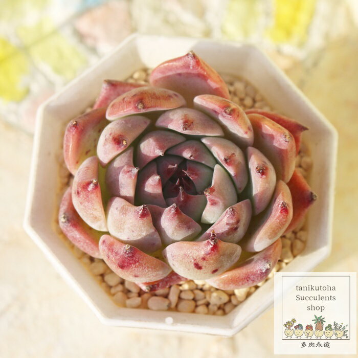 葡萄大福 カット苗 永遠ラベル付き エケベリア Mサイズ5.5cmポット Echeveria budoudaifuku 薔薇咲 多肉植物 小～中型種 ロゼットタイプ きれい かわいいのサムネイル