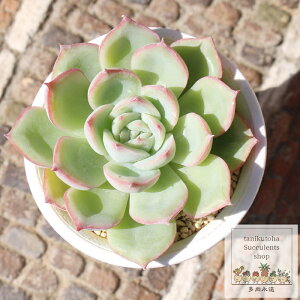 プラチナ 永遠ラベル付き エケベリア Mサイズ5.5cmポット Echeveria platina 薔薇咲 多肉植物 小〜中型種 ロゼットタイプ きれい かわいい