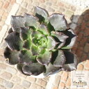 ブラックマディバ カット苗 エケベリア Mサイズ 5.5cmポット Echeveria black madiba 薔薇咲 多肉植物 中型種 ロゼットタイプ きれ...