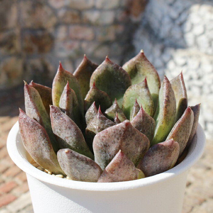 ブラックシャワー エケベリア Mサイズ 5.5cmポット Echeveria blackshowar 薔薇咲 多肉植物 小〜中型種 ロゼットタイプ きれい かわいい