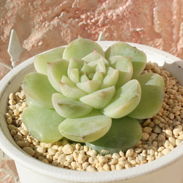 ピュアラブ エケベリア Mサイズ 5.5cmポット Echeveria purelove 薔薇咲 多肉植物 小～中型種 ロゼットタイプ きれい かわいい