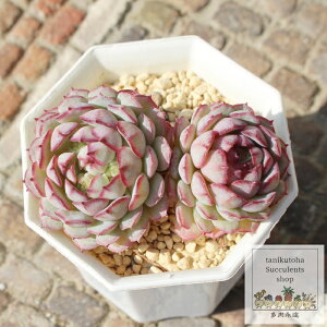 ビンセントカトー エケベリア Mサイズ5.5cmポット Echeveria vincentcatto 薔薇咲 多肉植物 小型種 仔を出すタイプ きれい かわいい