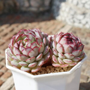 ビンセントカトー エケベリア Mサイズ5.5cmポット Echeveria vincentcatto 薔薇咲 多肉植物 小型種 仔を出すタイプ きれい かわいい