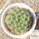 |EeAPC~bg Jbgc GPxA MTCY5.5cm|bg Echeveria sp KN A `^ [bg^Cv ꂢ 킢