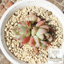 紅ほっぺ 永遠ラベル付き エケベリア Mサイズ5.5cmポット Echeveria benihoppe 薔薇咲 多肉植物 小型種 仔を出すタイプ きれい かわい...