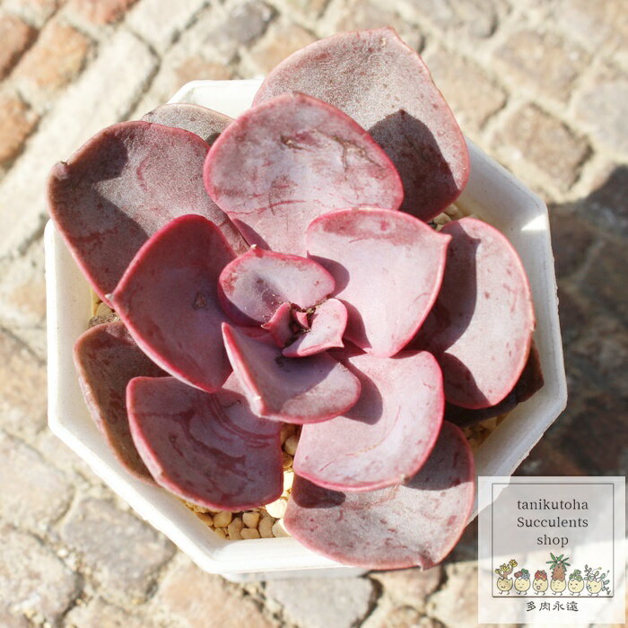 レッドスカイ カット苗 エケベリア Mサイズ5.5cmポット Echeveria red sky 薔薇咲 多肉植物 小～中型種 葉を重ね幹立ちするタイプ きれい かわいい