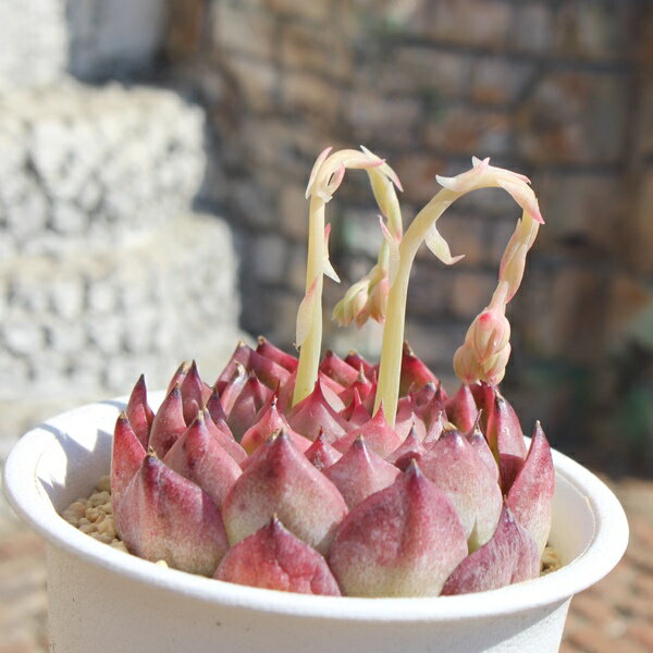 バレンタインキッス 永遠ラベル付き エケベリア Mサイズ5.5cmポット Echeveria 薔薇咲 多肉植物 小～中型種 ロゼットタイプ きれい かわいい