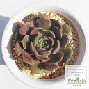 ブラウンローズ エケベリア Mサイズ6cmポット Echeveria brown rose 薔薇咲 多肉植物 小〜中型種 ロゼットタイプ きれい かわいい