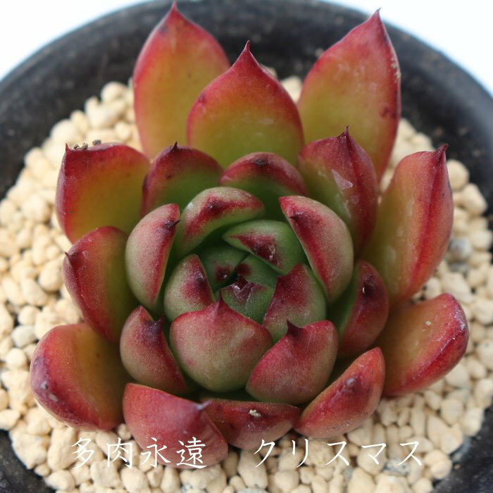 クリスマス エケベリア Mサイズ6cmポット Echeveria 薔薇咲 ロゼット 多肉植物 1