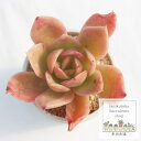 ゴールデングロー エケベリア Mサイズ 5.5cmポット Echeveria golden glow 薔薇咲 多肉植物 小〜中型種 ロゼットタイプ きれい かわいい 観葉植物