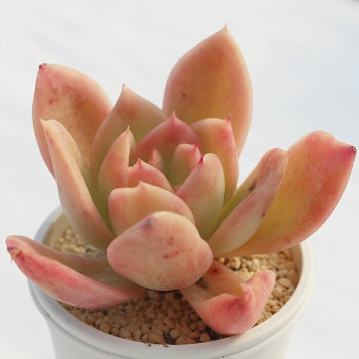 ゴールデングロー エケベリア Mサイズ 5.5cmポット 多肉植物 小〜中型種