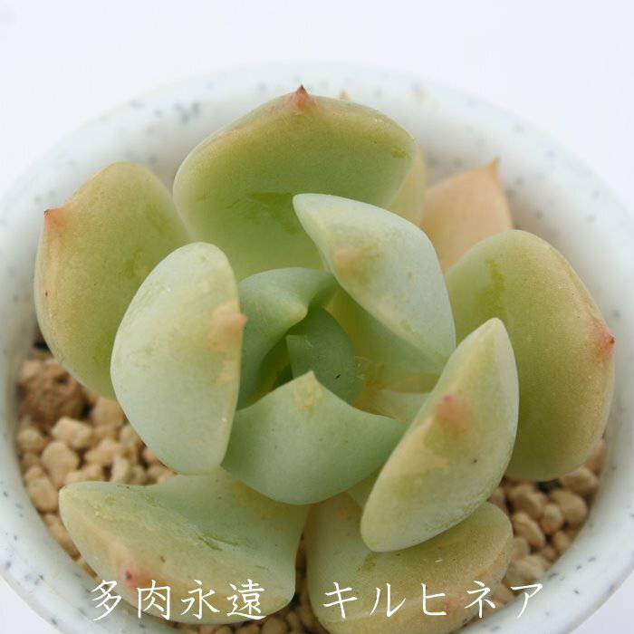 LqlA GPxA MTCY6cm|bg Echeveria KN [bg A