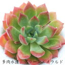 グリーンエメラルド エケベリア Mサイズ5.5cmポット Echeveria CV 'GREEN EMERALD' 薔薇咲 多肉植物 小〜中型種 ロゼットタイプ きれい かわいい