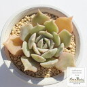 こころ エケベリア Mサイズ 5.5cmポット 多肉植物 小〜中型種 Echeveria kokoro