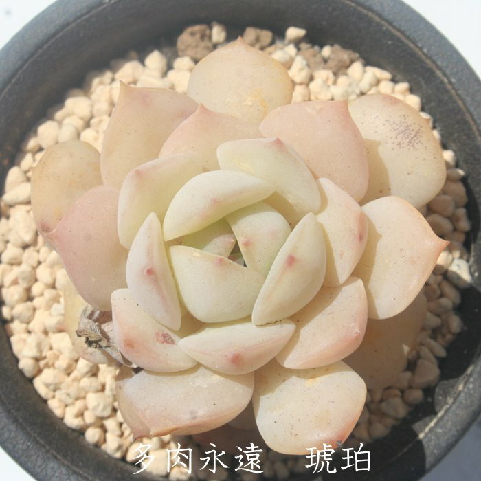 琥珀 永遠ラベル付き エケベリア Mサイズ5.5cmポット Echeveria KOHAKU 薔薇咲 多...