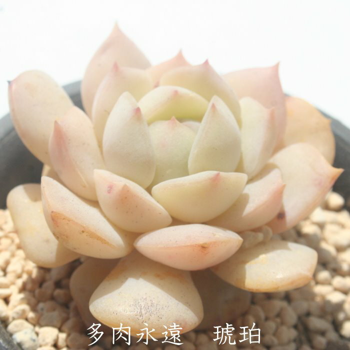 琥珀 永遠ラベル付き エケベリア Mサイズ5.5cmポット Echeveria KOHAKU 薔薇咲 多肉植物 小〜中型種 ロゼットタイプ きれい かわいい