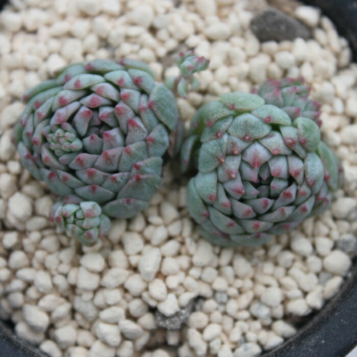 O{[T~~j} GPxA MTCY6cm|bg ؍c Echeveria GLOBOSA~MINIMA KN A `^ eo^Cv ꂢ 킢