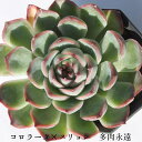 コロラータ×スリョン エケベリア Mサイズ 7.5cmポット 韓国苗 Echeveria 薔薇咲 ロゼット 多肉植物 2
