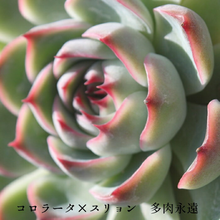 R[^~X GPxA MTCY 7.5cm|bg ؍c Echeveria KN [bg A