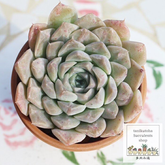 クレバー エケベリア Lサイズ 8cmポット 韓国苗 Echeveria CLEAVER 薔薇咲 多肉植物 小〜中型種 ロゼットタイプ きれい かわいい 観葉植物のサムネイル