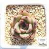 キューティーエッグ Mサイズ エケベリア 韓国苗 Echeveria CUTIE EGG 薔薇咲 多肉...