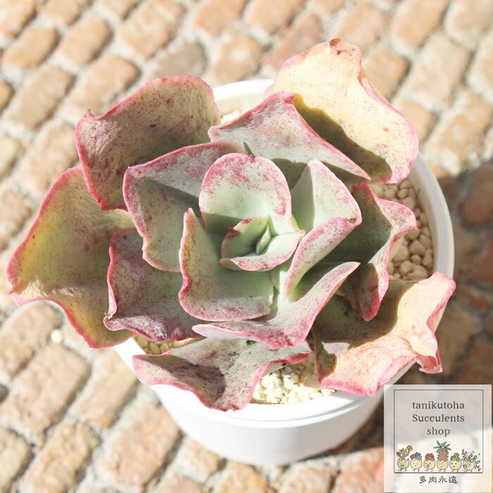 キッシング カット苗 エケベリア Echeveria kissing 薔薇咲 多肉植物 中型種 ロゼットタイプ きれい かわいい 観葉植物