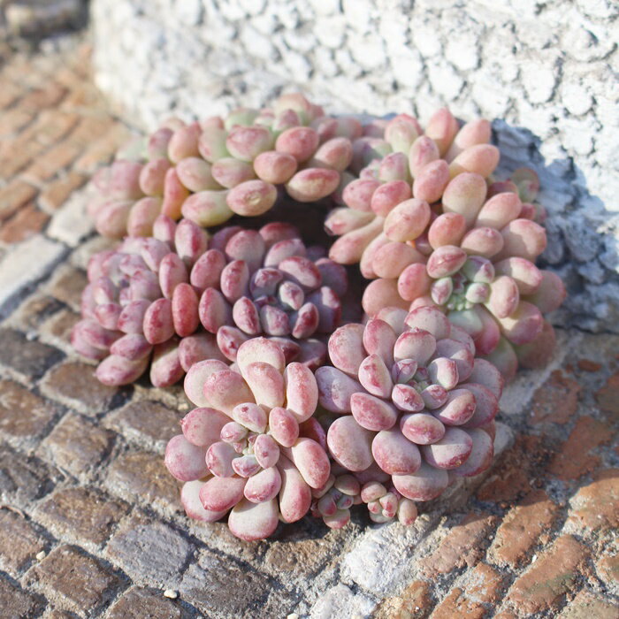 キュートビーン エケベリア Mサイズ5.5cmポット 韓国苗 多肉植物 小型種のサムネイル