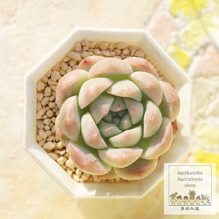 Hydrangea - 胡桃大福 永遠ラベル付き エケベリア Mサイズ5.5cmポット 小～中型種 多肉植物
