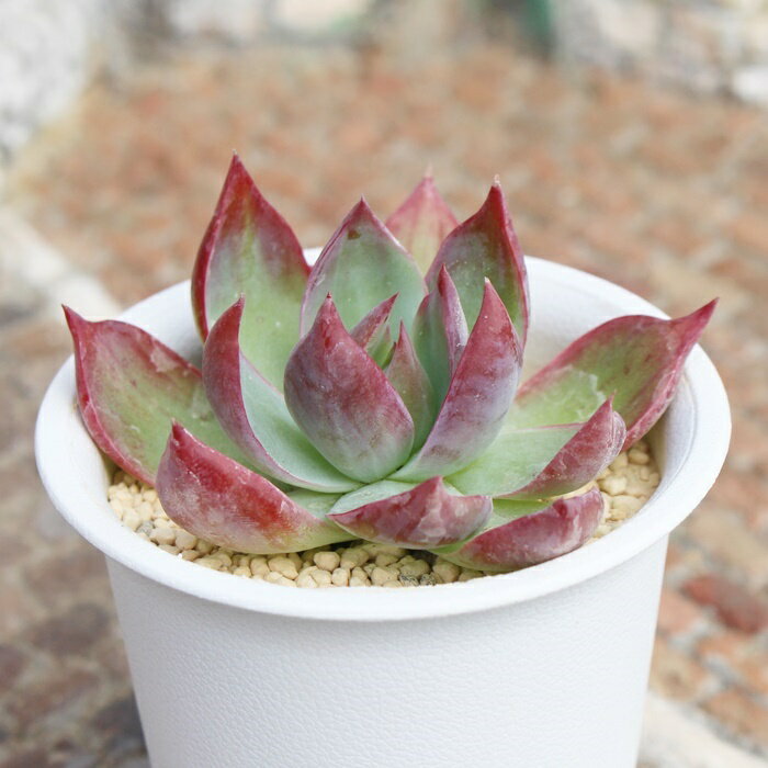 カシオス エケベリア Mサイズ 5.5cmポット 多肉植物 小〜中型種 Echeveria cacios
