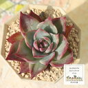 カシオス錦 エケベリア Mサイズ5.5cmポット 多肉植物 小〜中型種 Echeveriacacios variegata