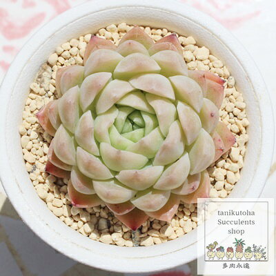 Potting Option ― 植込みオプション ― ● 一期一会の生命を、最適な一鉢に 厳選した一株を、当園の黄金比培養土で丁寧に植え付けてお届け。生命の個性を尊重し、届いた日から日常に調和する一鉢に仕立てます。 プロの技術：根を傷めず、最適な排水環境を整備。 軽量・機能美：軽くて丈夫な鉢で、日常の管理も快適。 ギフト品質：清潔感ある姿は、大切な贈り物にも。 ※鉢形状等は植物に合わせプロが選定いたします。 About Succulents ― 植物についてのご案内 ― ● 一期一会の厳選された一株を 掲載している写真は、あくまで美しい「見本」です。お届けする多肉植物は、ご注文をいただいてから農場の膨大な数の中から、もっとも美しく、力強く輝いている個体をプロの目で一株ずつ厳選し、お届けしております。 「既製品ではなく、日々を生き、育ちゆく生命であること」 多肉植物は工場製品とは異なり、その美しい姿を形成するまでに、年月と愛情を必要とします。 そのため、生育過程でのわずかな傷等が見られる場合もございます。過酷な自然の中で生きてきた証であり、植物の持つ「個性」と「趣」としてお楽しみいただければ幸いです。 ※完璧な形や特定の姿に強いこだわりをお持ちのお客様は、ぜひ群馬の栽培場へお越しください ■ 葉に見られる茶色い点について 水に含まれる鉄分によるものです。植物の健康に支障はございませんのでご安心ください。通常の水やりを続けるうちに自然と消えていきます。 ■ 用土の中の白い粒々について 大切な植物を害虫から守るための予防薬です。お客様の元へ届いたあとも健やかに育つよう、あらかじめ混ぜ込んでおります。 お届け指定について 植物の鮮度と梱包の安全を最優先するため、原則として「日にち指定」はお受けしておりません。最適なタイミングでの発送をお待ちください。 サイズについて 各商品ページに鉢の大きさを明記しております。「思っていたより大きかった（小さかった）」という事がないよう、事前のご確認をお願いいたします。 Information ― ギフト・在庫・納品書について ― Gift Wrapping 大切な方への贈り物に。 心を込めた有料ラッピングを承っております。 特別な日を彩る、多肉植物のギフトをぜひご利用ください。 Eco-Friendly 【 納品書のペーパーレス化 】 エコ活動推進のため納品書は同梱しておりません。 ギフト利用の場合も、そのままお相手様へ 安心してお届けいただけます。 在庫に関する大切なお知らせ 多肉永遠では、群馬の自社農場にて一年を通し繁殖・栽培を行っております。 常に十分な在庫確保に努めておりますが、植天候の急変や予期せぬ人気による大量注文などにより、稀に欠品が生じる場合がございます。 実店舗および自社サイト等と在庫を共有しているため、システム上で「在庫あり」と表示されている場合でも、やむを得ずご注文をキャンセルさせていただく場合がございます。 一株一株を最高の状態でお届けするための判断でございます。何卒、ご理解とご了承を賜りますようお願い申し上げます。 How to Care ― 植物との暮らし、はじめの一歩 ― 長い旅を経て、あなたのお手元に届いた小さな生命。 まずは箱をそっと開けて、深呼吸をさせてあげてください。 新しい環境にゆっくりと慣れていくための、お手伝いのコツをご紹介します。 ● 置き場所（光の贈りもの） 到着後はまず、柔らかな光が入る「半日陰」で数日休ませてあげてください。 慣れてきたら、春・秋・冬は太陽の光がたっぷりと届く窓辺へ。夏は少し涼しい東側の窓辺や、遮光された場所が理想的です。 ※強い西日は少し苦手ですので、避けてあげてくださいね。 ● 水やり（潤いのリズム） 環境に慣れるまで、到着から3〜5日はお水を控え、根を落ち着かせます。 その後は、鉢の中の土が芯までしっかりと乾いてから、たっぷりと与えてください。乾きと潤いのメリハリが、ぷっくりと健康に育てる秘訣です。 ● 四季の移ろい（紅葉） 春と秋・冬は、多肉植物がもっとも鮮やかに色づく魔法の季節。夏は成長のために一度「緑色」に戻りますが、それは次の紅葉への準備期間です。 季節ごとに表情を変える「生きているアート」をお楽しみください。 ● 健やかな毎日のために 多肉植物が一番好きなのは「心地よい風」です。高温多湿を避けるよう、通風を意識してあげてください。 屋内・屋外どちらでも育てられますが、風が通り、光が遊ぶ場所がこの子たちの特等席です。 「うまく育てられるかしら？」と不安になった時は、いつでも私たちを頼ってください。 あなたと多肉植物の暮らしが、穏やかで輝かしいものになりますように。— EXCLUSIVE SUCCULENT COLLECTION — 【多肉永遠】エケベリア オリジナル交配種「小桃大福」 いつも多肉永遠をご利用いただき、誠にありがとうございます。 ふっくらとした愛らしいフォルムと、上品に染まる淡いピンクのグラデーションが魅力のオリジナル交配種、 「小桃大福」を多肉永遠のオリジナル園芸ラベル付きでお届けいたします。 多肉永遠のこだわり育成 群馬の四季折々の厳しい環境を乗り越えさせることで、株自体が本来持つ強さと美しさを最大限に引き出しています。甘やかさず、しっかりと締めて育てた自慢のオリジナルコレクションです。 おすすめポイント ふっくらとした小～中型種のロゼットタイプが愛らしいエケベリアです。 季節の移り変わりとともに上品なピンク色へと変化し、鑑賞用として非常にお楽しみいただけます。 丁寧な管理により育てられた一株で、初心者から愛好家の方まで幅広くおすすめです。 特に、他にはないこだわりの交配種をお探しの方にぴったりです。 エケベリア 6つの魅力 1. 多肉永遠オリジナルエケベリア 群馬の厳しい環境で鍛え上げられた、当店でしか出会えないこだわりのオリジナル交配種です。 2. オリジナルラベルでおひとり様感UP 多肉永遠のロゴ入りオリジナル園芸ラベルを付けてお届け。特別なお迎えの瞬間を演出します。 3. コレクション性抜群の美しいフォルム 小～中型種ならではの愛らしいロゼット形状は、眺めているだけで満たされる美しさです。 4. 生育ゆっくりだからじっくり楽しめる 生長が緩やかなため、形の崩れを気にせず、長い時間をかけてその愛らしい変化をじっくりとご堪能いただけます。 5. 丈夫で育てやすい強健さ 適切な水やりと日当たりを心がければ環境に適応しやすく、初心者の方でも安心して育成のステップを楽しめます。 6. 集めるほどに広がるコレクションの世界 品種ごとの個性や交配親の面影を探す楽しさがあり、愛好家を魅了してやまない奥深い世界が広がっています。 植物の特性・お迎えにあたってのご注意 ※画像は見本となります。植物のため、四季折々の美しい変化を魅せてくれます。 下葉の自然な枯れや、輸送中のわずかな粉剥げなどが見られる場合がございますが、これらは成長のための正常な生理現象です。 配送のタイミングや季節により、色づきやロゼット的変化に個体差がございますが、日光と風通しの良い環境で育てることで、本来の美しい姿に引き締まってまいりますのでご安心ください。 Product Details ― 商品詳細 ― サイズ 5.5cmポット（個体差がございます） お届け形態 ビニールポット、または抜き苗にてお届けいたします 植物の名称 多肉永遠のオリジナル園芸ラベル付きでお付けしております 耐寒性 5度～（寒さや霜に弱いため、冬場は明るい室内での管理をおすすめします） 風水的視点からの魅力 上向きに元気を分けてくれる多肉植物は、邪気を払い、お部屋の気を明るく整えてくれるとされています。インテリアグリーンとしても、毎日の暮らしにそっと癒やしとパワーをくれる存在です。 季節とともに美しい表情を見せる「小桃大福」を、ぜひお手元でご堪能ください。 あなただけの特別な一鉢との素敵な出会いになりますように。 多肉永遠