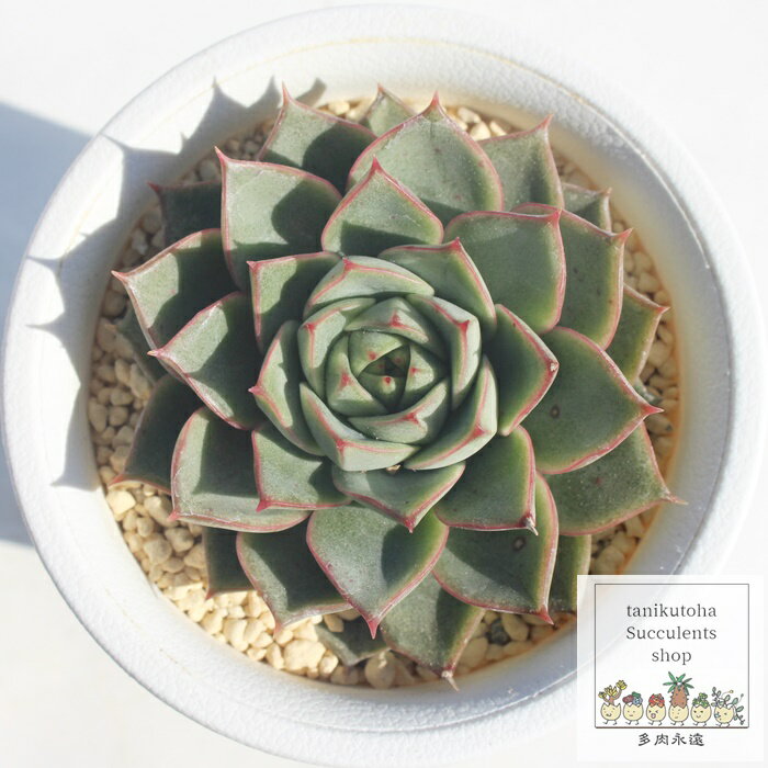 グローリー エケベリア Mサイズ6cmポット Echeveria growly 薔薇咲 多肉植物 小〜中型種 ロゼットタイプ きれい かわいい