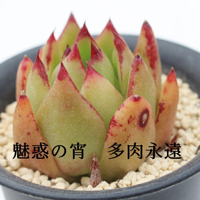 魅惑の宵 エケベリア 多肉植物 Echeveria agavoides 'Lipstick' 観葉植物 インテリア ガーデニング 寄せ植え 育てやすい 丈夫 紅葉 アガボイデス 多肉永遠
