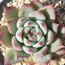 桃太郎 エケベリア Mサイズ6cmポット Echeveria CHIHUAHUALINZE 薔薇咲 多肉植物 小～中型種 ロゼットタイプ きれい かわいい