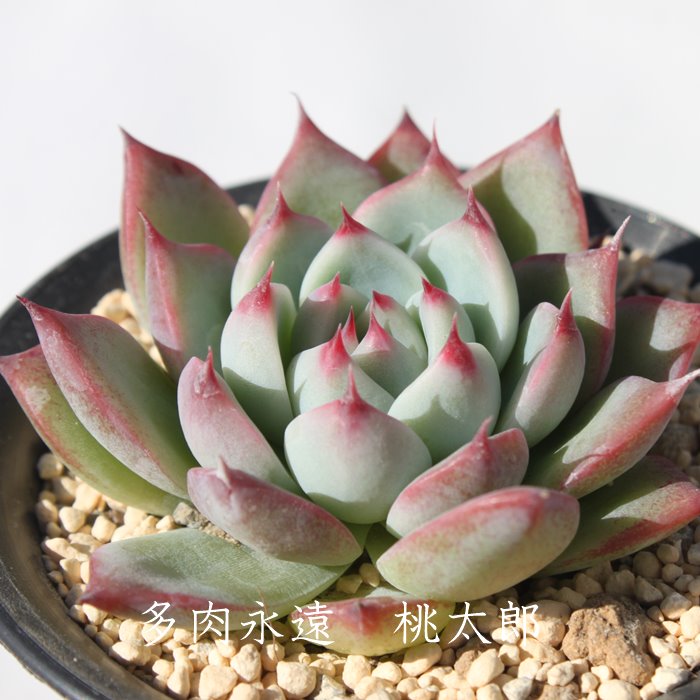 桃太郎 多肉植物 エケベリア Echeveria 'Momotaro' 観葉植物 インテリア ガーデニング 寄せ植え 育てやすい 丈夫 紅葉 人気 希少 多肉永遠