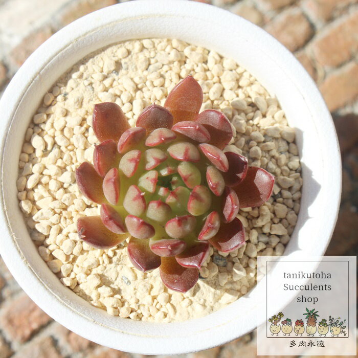 򌎔 GPxA MTCY5.5cm|bg Echeveria cv'minigessel' KN A `^ [bg^Cv ꂢ 킢