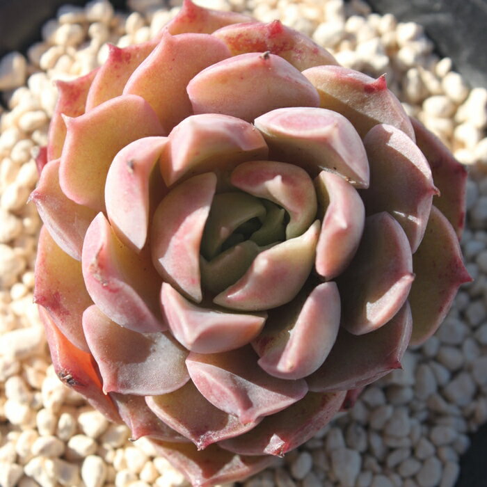 モヒカン エケベリア Mサイズ6cmポット 韓国苗 Echeveria MOHIKAN 薔薇咲 多肉植物 小〜中型種 ロゼットタイプ きれい かわいい