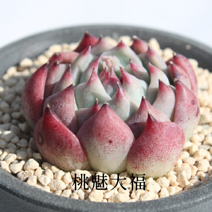 桃魅大福 永遠ラベル付き エケベリア Mサイズ5.5cmポット Echeveria momomidaihuku 薔薇咲 多肉植物 小〜中型種 ロゼットタイプ きれい かわいい