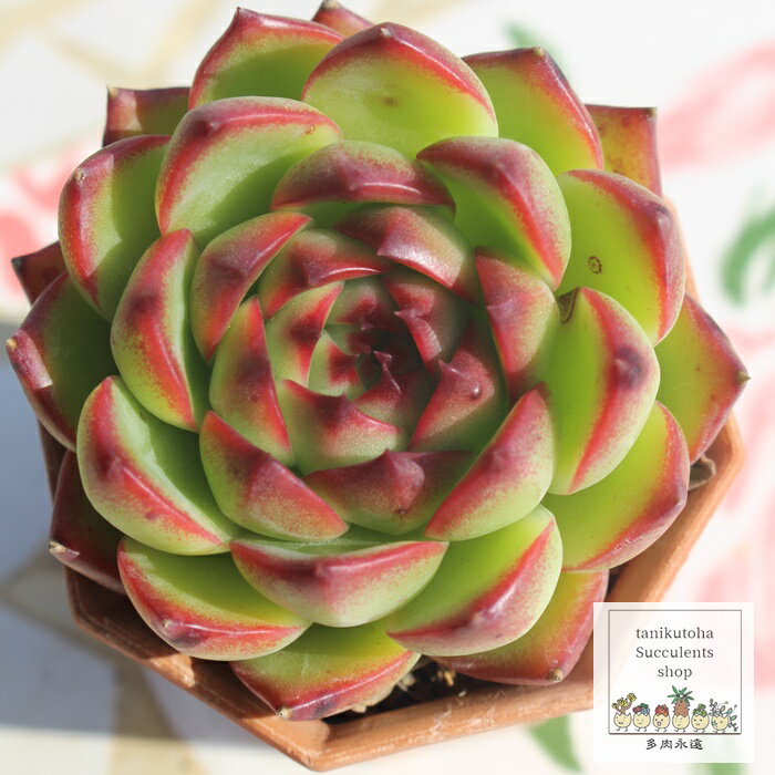 ムーンストーン エケベリア 7.5cmポット 韓国苗 Echeveria MOON STONE 薔薇咲 多肉植物 小〜中型種 ロゼットタイプ きれい かわいい 観葉植物 1