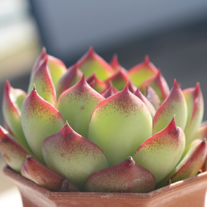 ムーンストーン エケベリア 7.5cmポット 韓国苗 Echeveria MOON STONE 薔薇咲 多肉植物 小〜中型種 ロゼットタイプ きれい かわいい 観葉植物 2