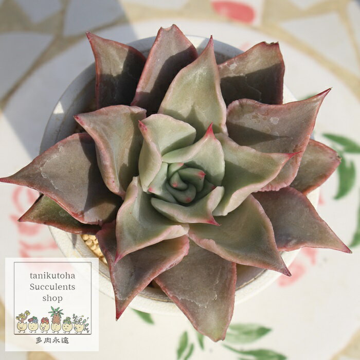 マディバ Mサイズ エケベリア 韓国苗 Echeveria MADIBA 薔薇咲 多肉植物 中型種 ロゼットタイプ きれい かわいい 観葉植物