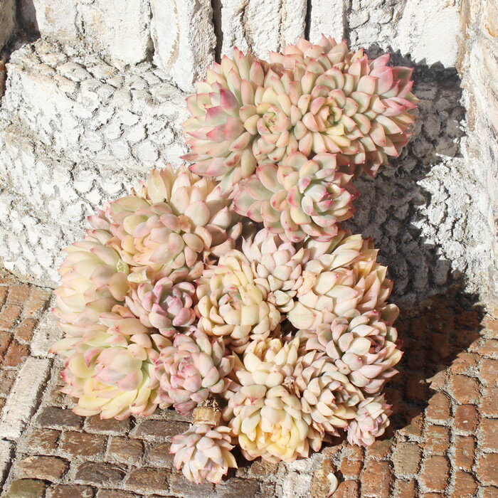 多肉植物 女雛錦 エケベリア Echeveria 'Mebina' variegata 韓国苗 観葉植物 イン...