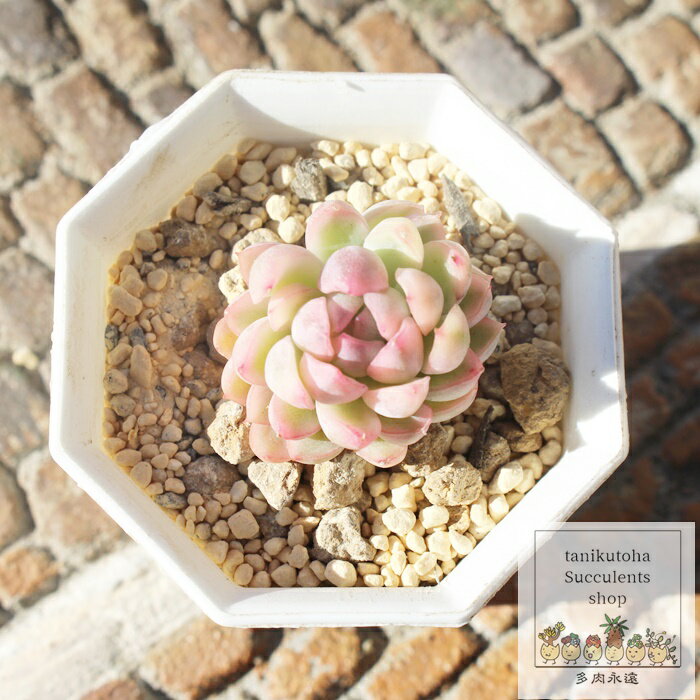 多肉植物 女雛錦 エケベリア Echeveria 'Mebina' variegata 韓国苗 観葉植物 インテリア ガーデニング 寄せ植え 育てやすい 丈夫 紅葉 斑入り 多肉永遠