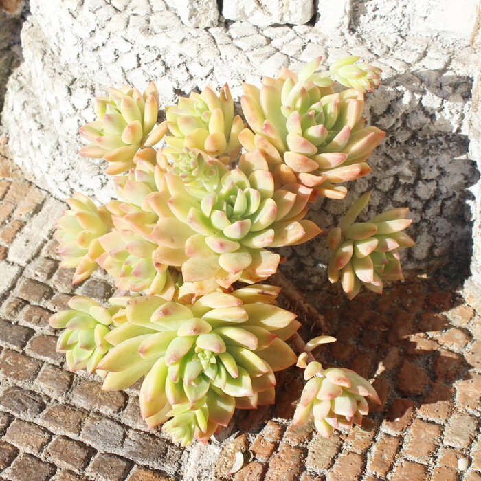 マッコス錦 エケベリア Mサイズ5.5cmポット 韓国苗 Echeveria markus variegata 多肉植物 小型種 葉を重ねるタイプ きれい かわいい