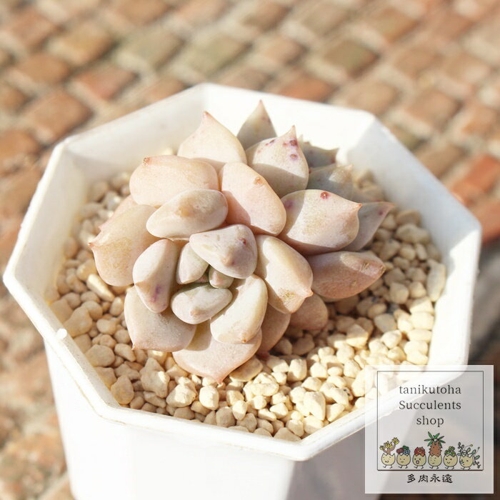 ミルク 韓国苗 エケベリア Echeveria 'Milk' 多肉植物 観葉植物 インテリア ガーデニング 寄せ植え 育てやすい 丈夫 紅葉 多肉永遠