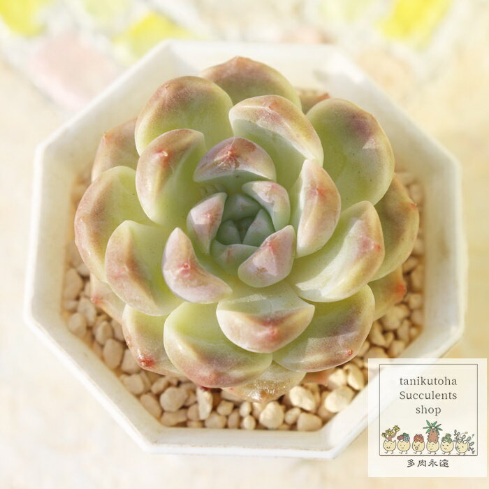 ʡ ʱ٥դ ٥ꥢ M5.5cmݥå Echeveria macchadaifuku 鯺 ¿ʪ 淿...