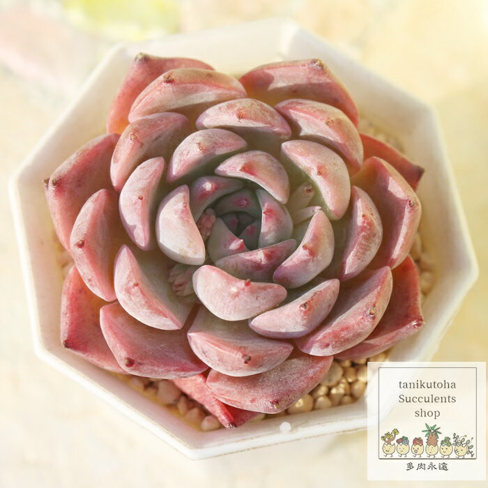 啟 ixt GPxA MTCY5.5cm|bg Echeveria momokurodaifuku KN A `^ [bg^Cv ꂢ 킢